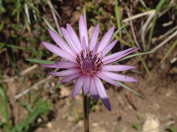 Tragopogon porrifolius / Barba di Becco violetta